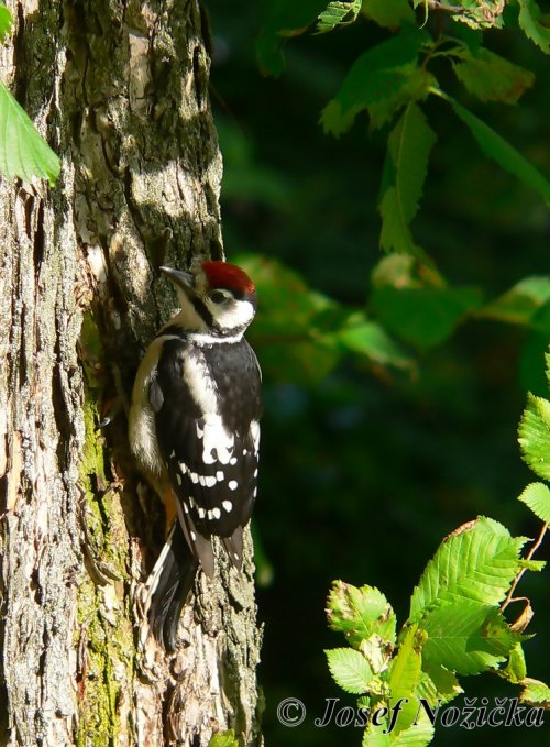 Polsko - Biebrzańský národní park 17  