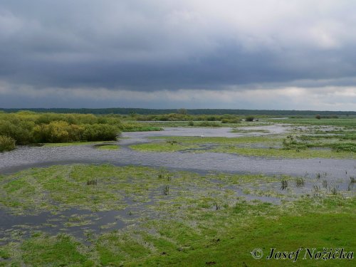 Polsko - Biebrzańský národní park 8  