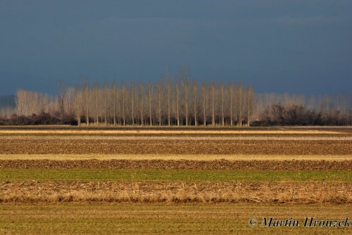 Řecko - Kerkini 33  