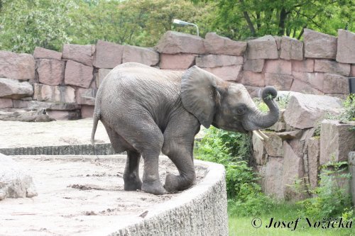 ZOO a Tierpark BERLÍN 14  