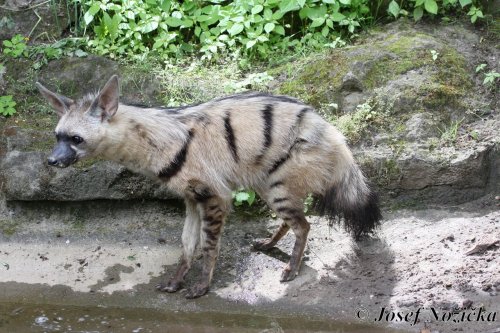 ZOO a Tierpark BERLÍN 17  