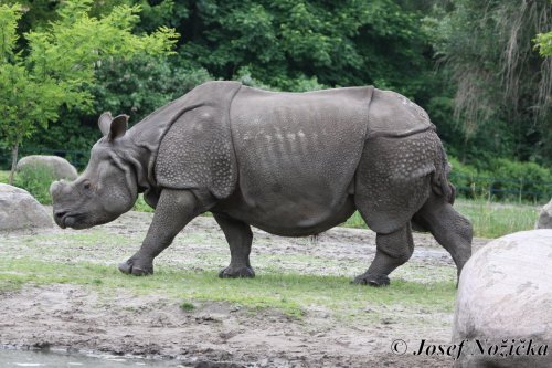 ZOO a Tierpark BERLÍN 4  