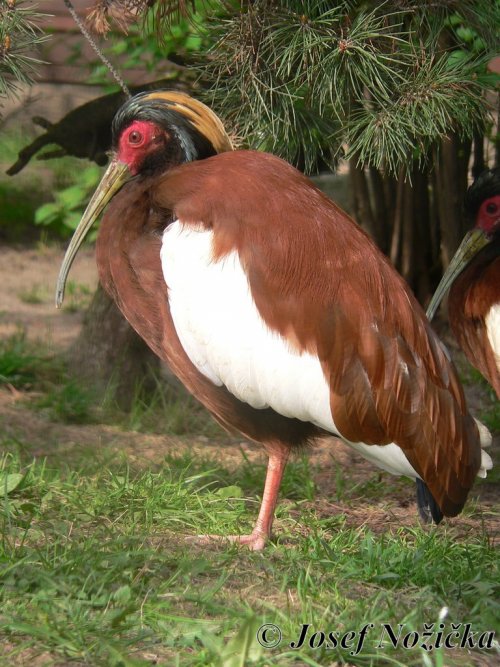 ZOO a Tierpark BERLÍN 13  