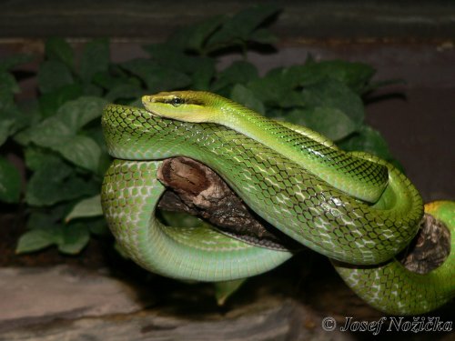 ZOO a Tierpark BERLÍN 15  