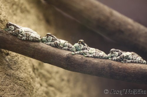 ZOO a Tierpark BERLÍN 16  