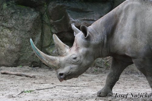 ZOO a Tierpark BERLÍN 10  