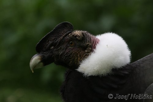 ZOO a Tierpark BERLÍN 7  