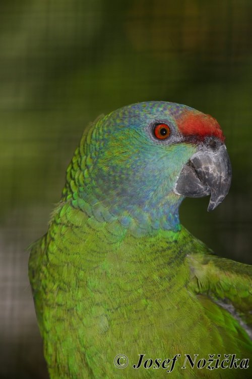 ZOO a Tierpark BERLÍN 3  