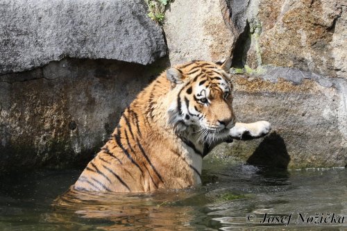 ZOO a Tierpark BERLÍN 12  