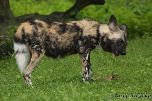 ZOO a Tierpark BERLÍN 9  