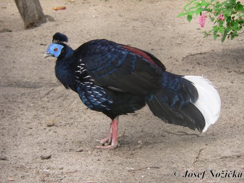 ZOO a Tierpark BERLÍN 2  