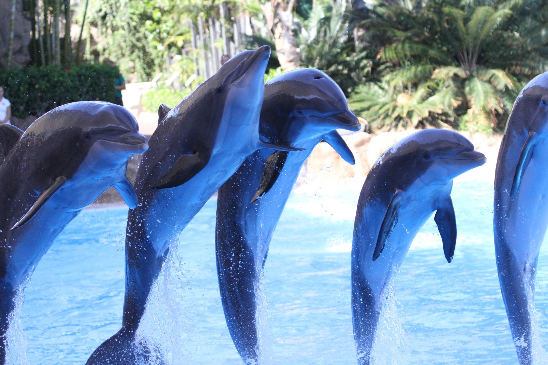 TENERIFE - Loro Parque