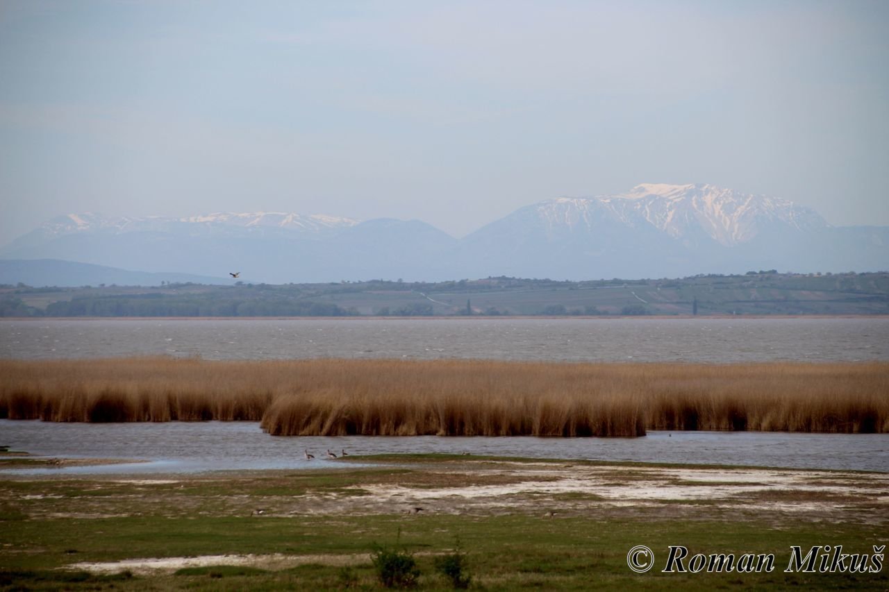 Neziderské jezero a Bird Experience