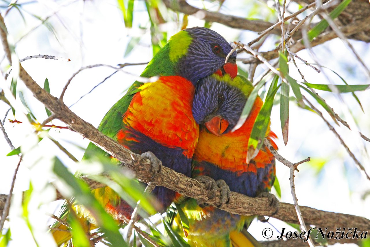 Austrálie - země papoušků