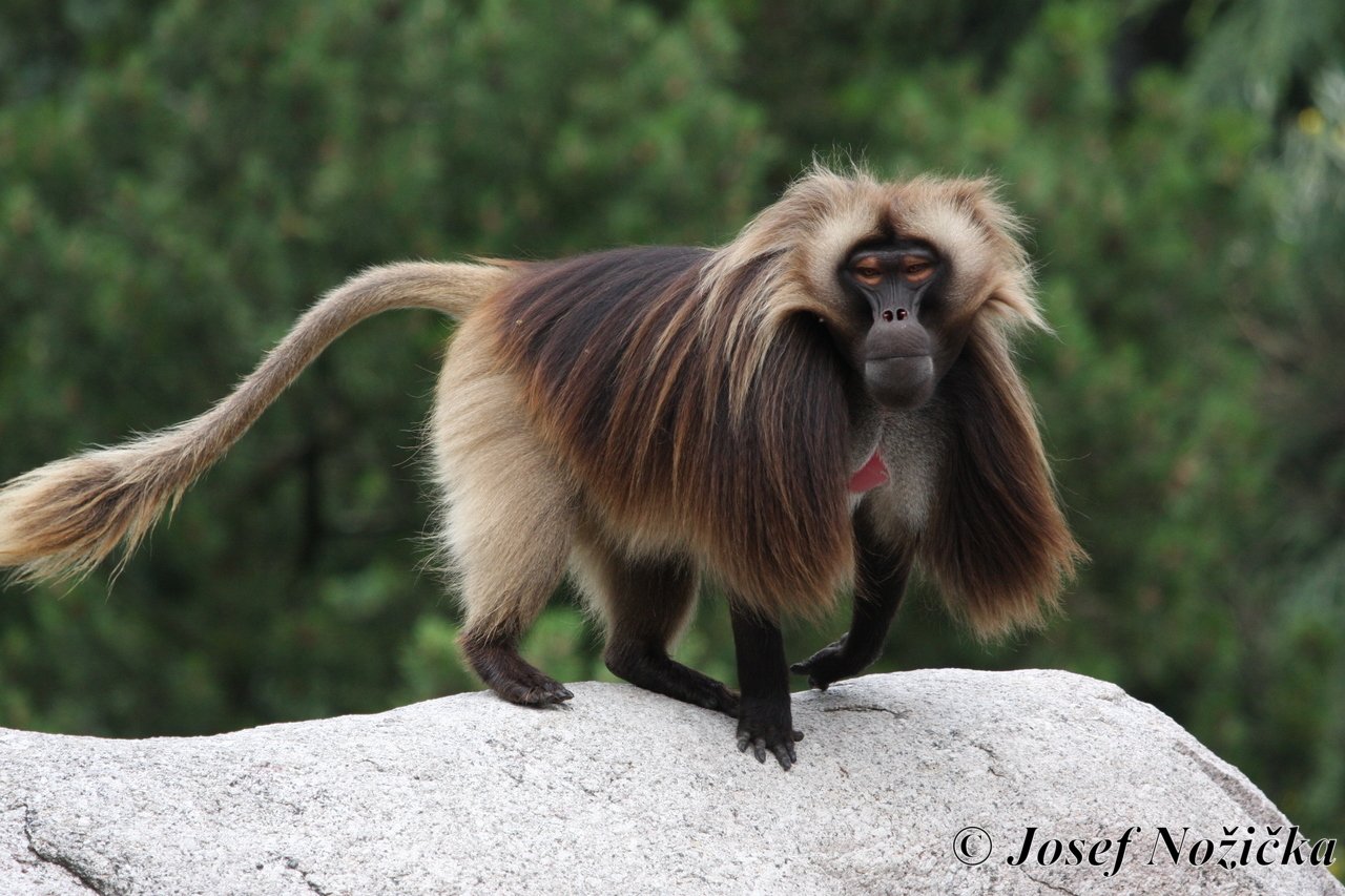 ZOO Stuttgart a ZOO Mnichov