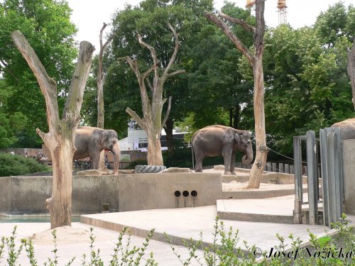 ZOO Stuttgart a ZOO Mnichov 14  