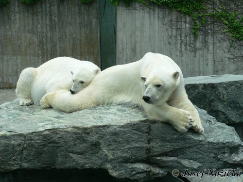 ZOO Stuttgart a ZOO Mnichov 8  