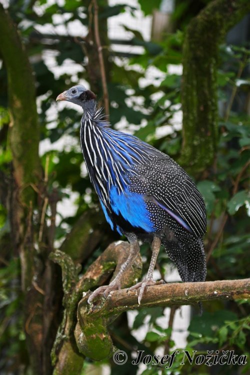 ZOO Stuttgart a ZOO Mnichov 16  