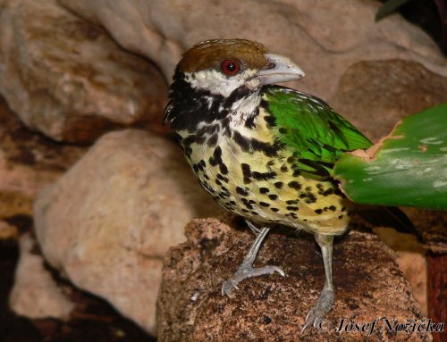 ZOO Stuttgart a ZOO Mnichov 12  