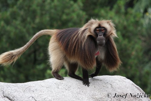 ZOO Stuttgart a ZOO Mnichov 1  