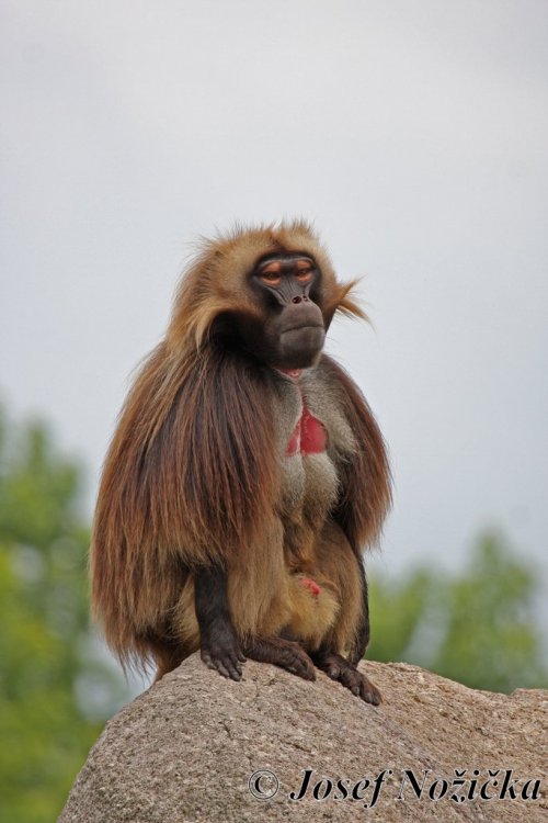 ZOO Stuttgart a ZOO Mnichov 18  