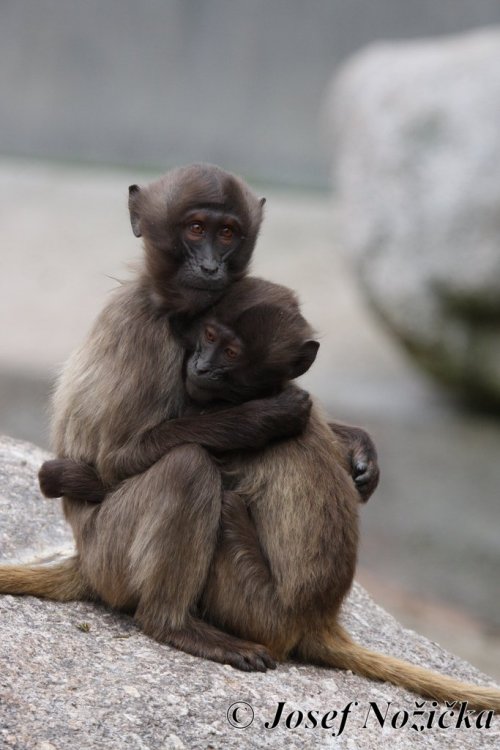 ZOO Stuttgart a ZOO Mnichov 19  