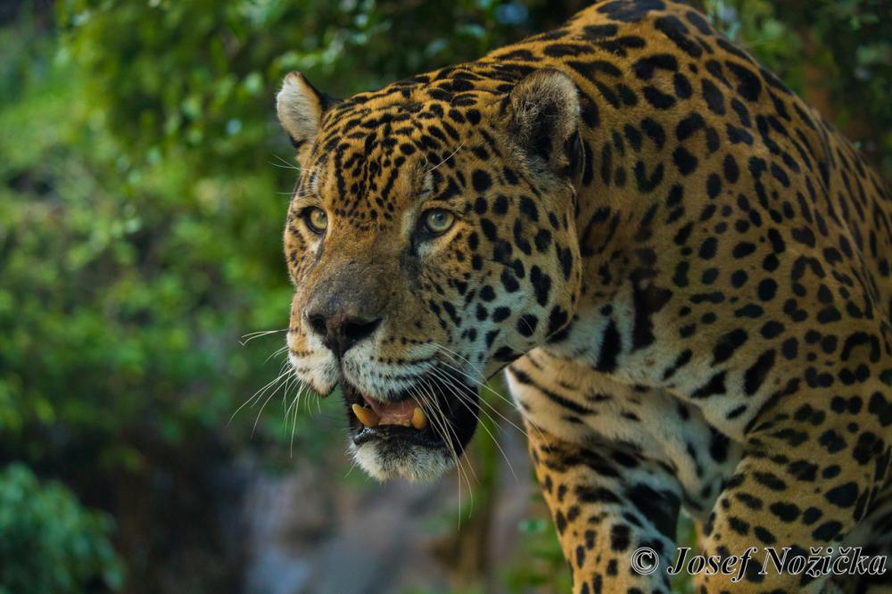 Brazílie - Pantanal + Cerado