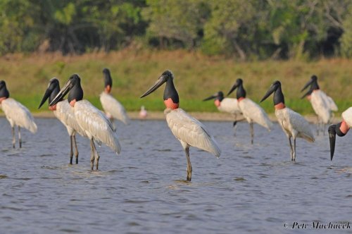 Brazílie - Pantanal + Cerado 32  