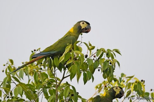 Brazílie - Pantanal + Cerado 19  