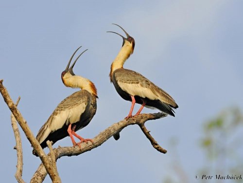 Brazílie - Pantanal + Cerado 31  