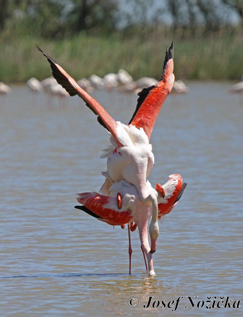 Camargue 2022