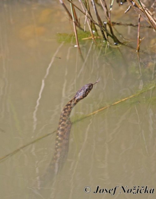 ZOO a ptačí parky jižní Francie a severní Itálie 17  