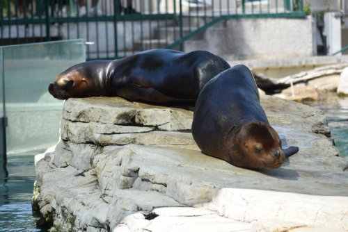 ZOO a ptačí parky Rakouska 4  