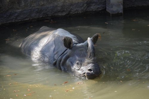 ZOO a ptačí parky Rakouska 5  