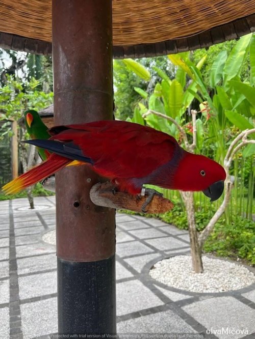 Bali Bird Congress - 13 dní 14  