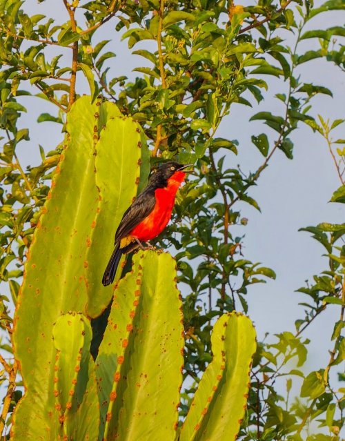 Uganda 3  