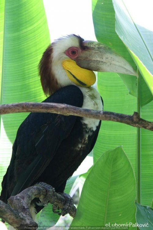Bali Bird Congress - 9 dní 35  