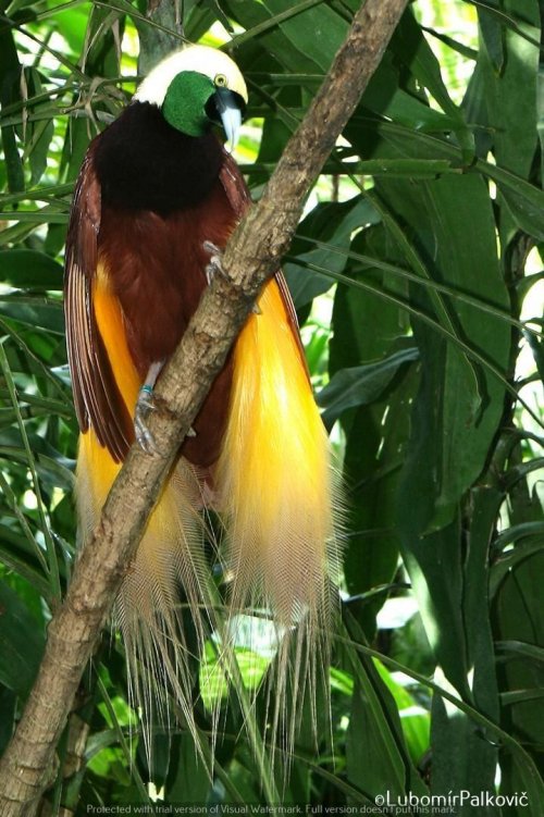 Bali Bird Congress - 9 dní 41  