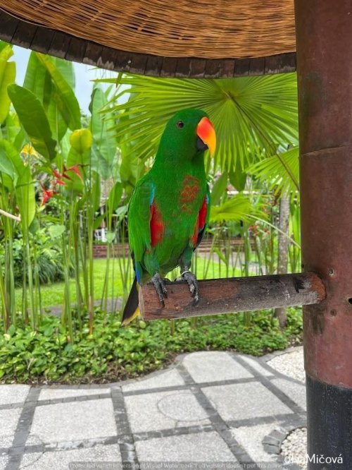 Bali Bird Congress - 9 dní 12  