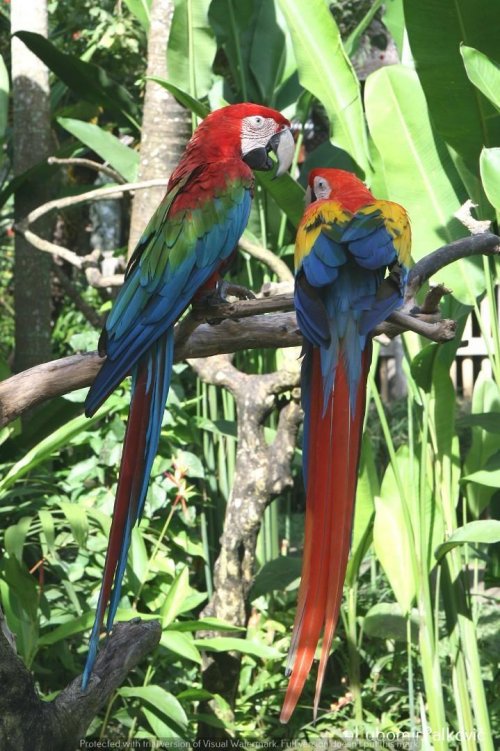 Bali Bird Congress - 9 dní 27  