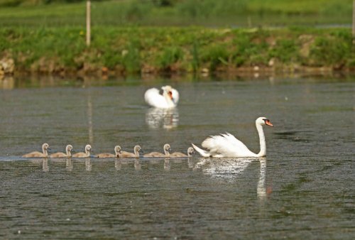 Ptačí park Střimická Výsypka 11  