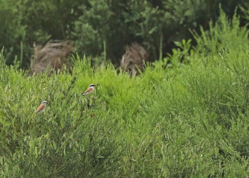 Ptačí park Střimická Výsypka 17  