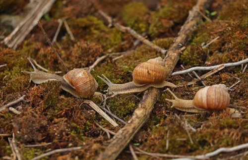 Ptačí park Střimická Výsypka 15  