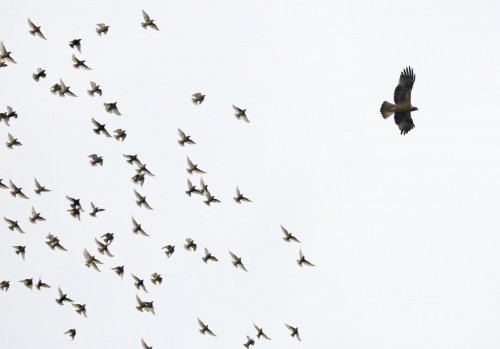 Ptačí park Střimická Výsypka 2  