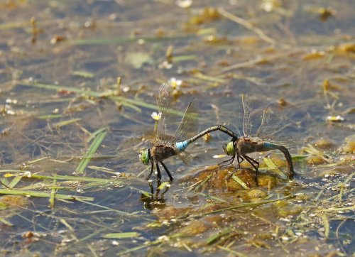 Ptačí park Střimická Výsypka 13  