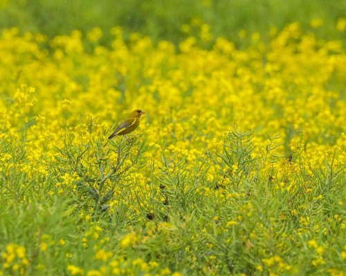 Ptačí park Střimická Výsypka 12  