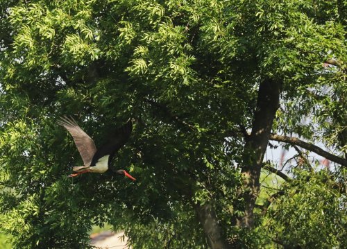 Ptačí park Střimická Výsypka 18  