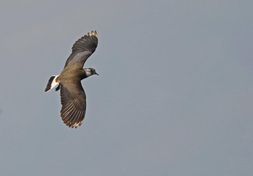Ptačí park Střimická Výsypka 9  