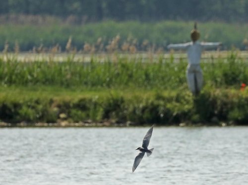 Ptačí park Střimická Výsypka 3  