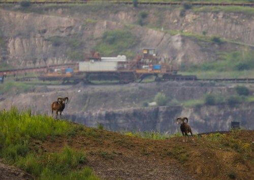 Ptačí park Střimická Výsypka 16  